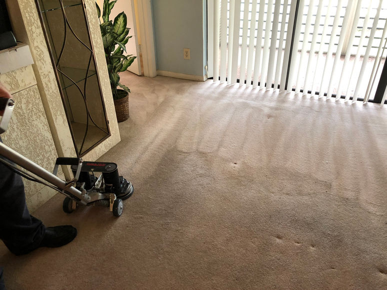 professional carpet cleaning miami