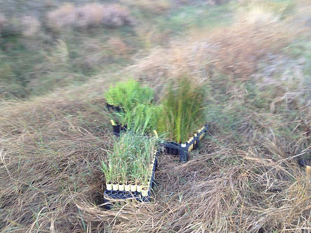 Native riparian vegetation planting