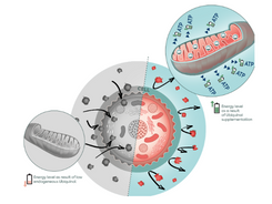 What is Ubiquinol? An Introductory Insight.