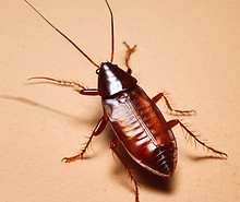 cockroach, ant - pest control