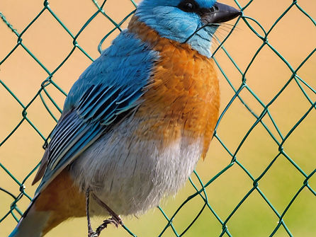 Pest Control in Gandhinagar – Termite, Bed Bugs & Rodent Services