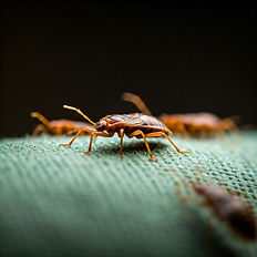 Bed Bugs Biting You? 🚫
Span Shield Pest Con