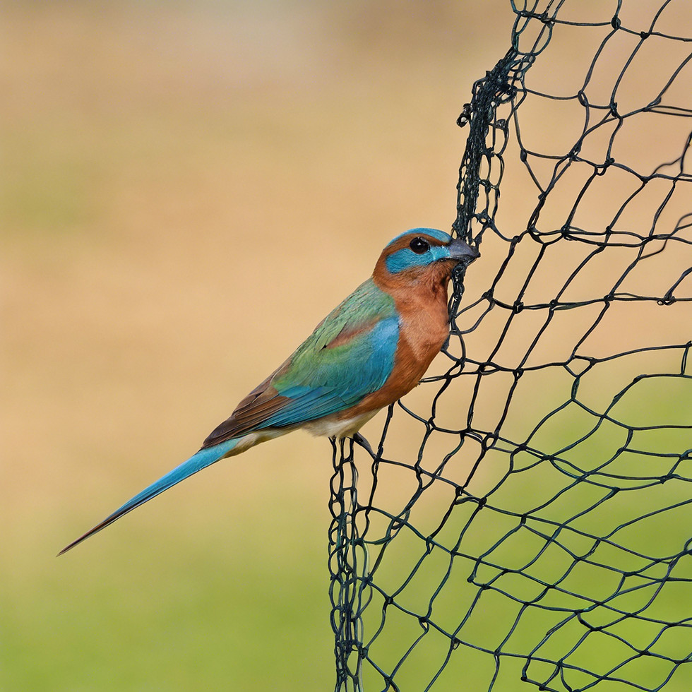 "Bird Problems? We've Got Nets! Ahmedabad's Best Bird Netting Service. Call Now!"