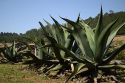 magueyes