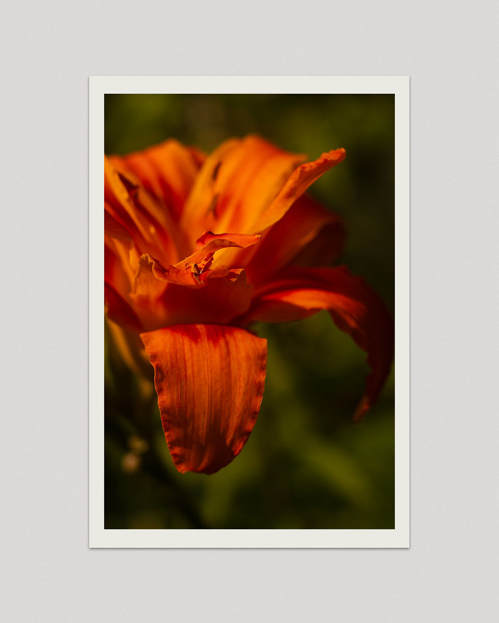FLOWER ORANGE 11X14