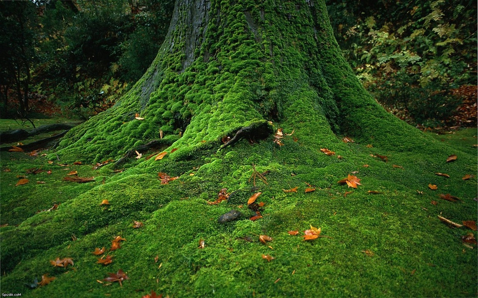 Thumbnail: Forest Moss ( 1 gallon bag )