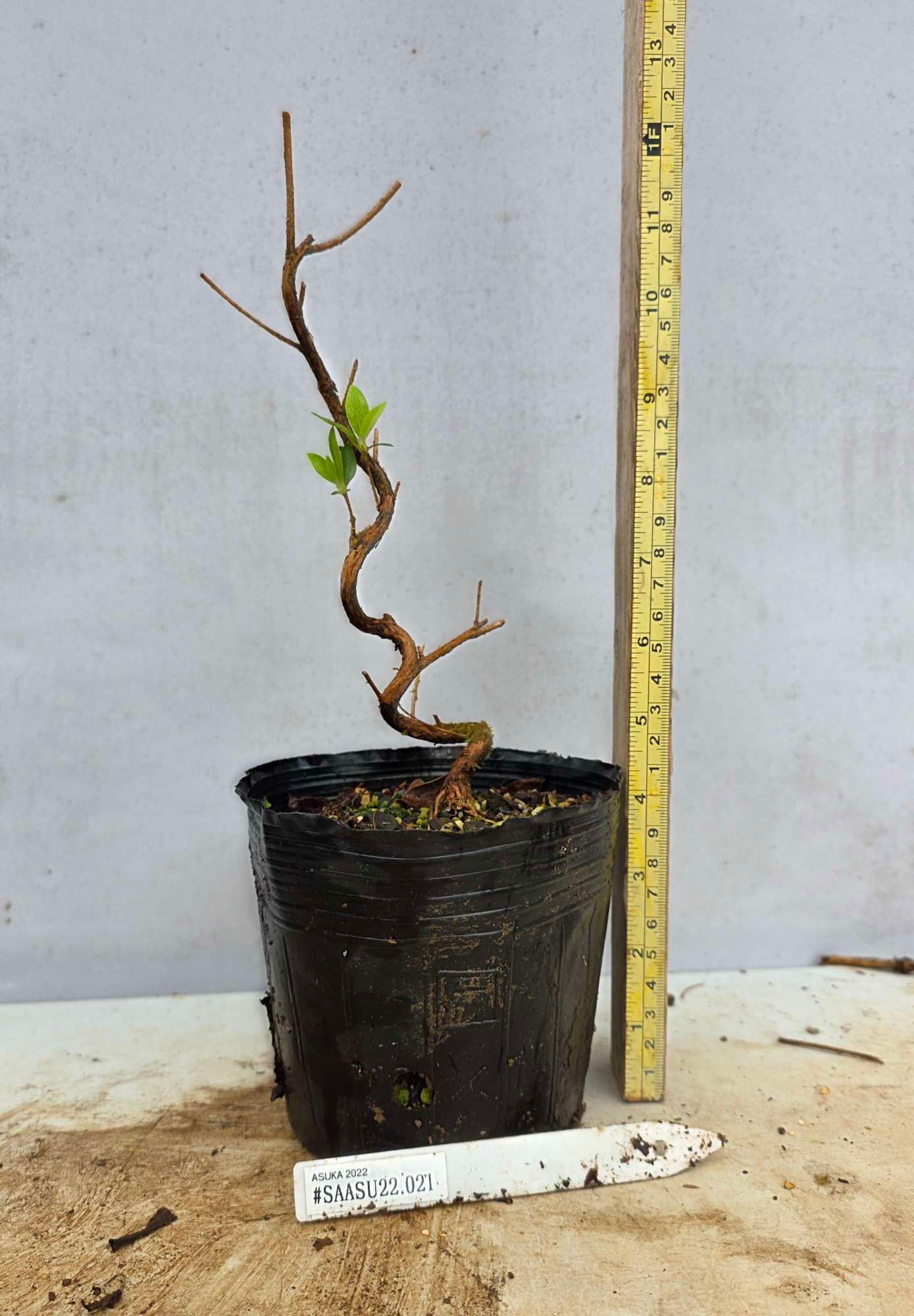 Satsuki Azalea 'Asuka' (#SAASU22.021)