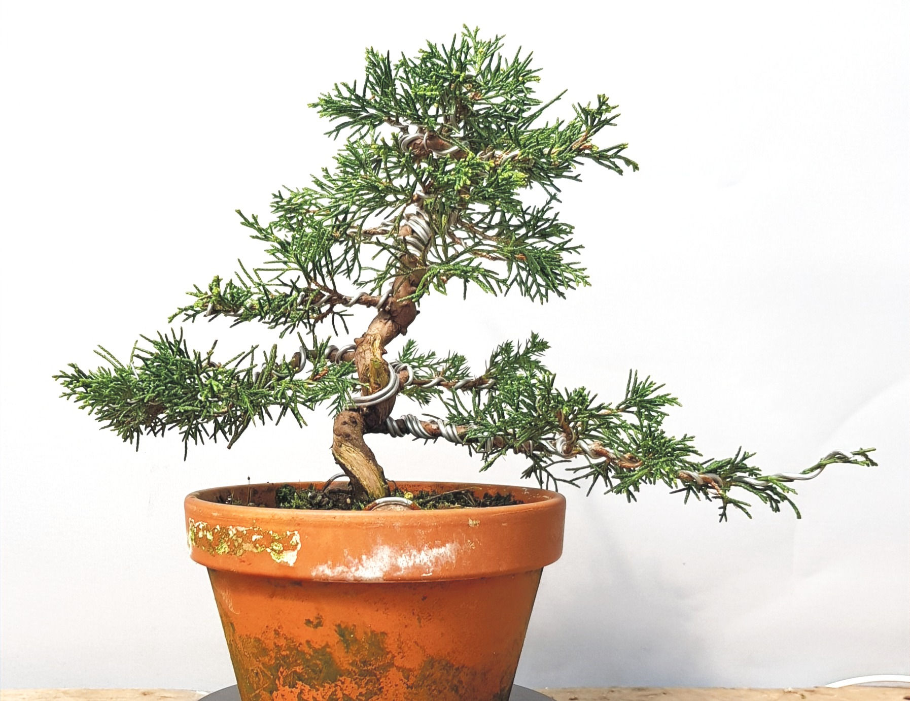 Itoigawa juniper for bonsai