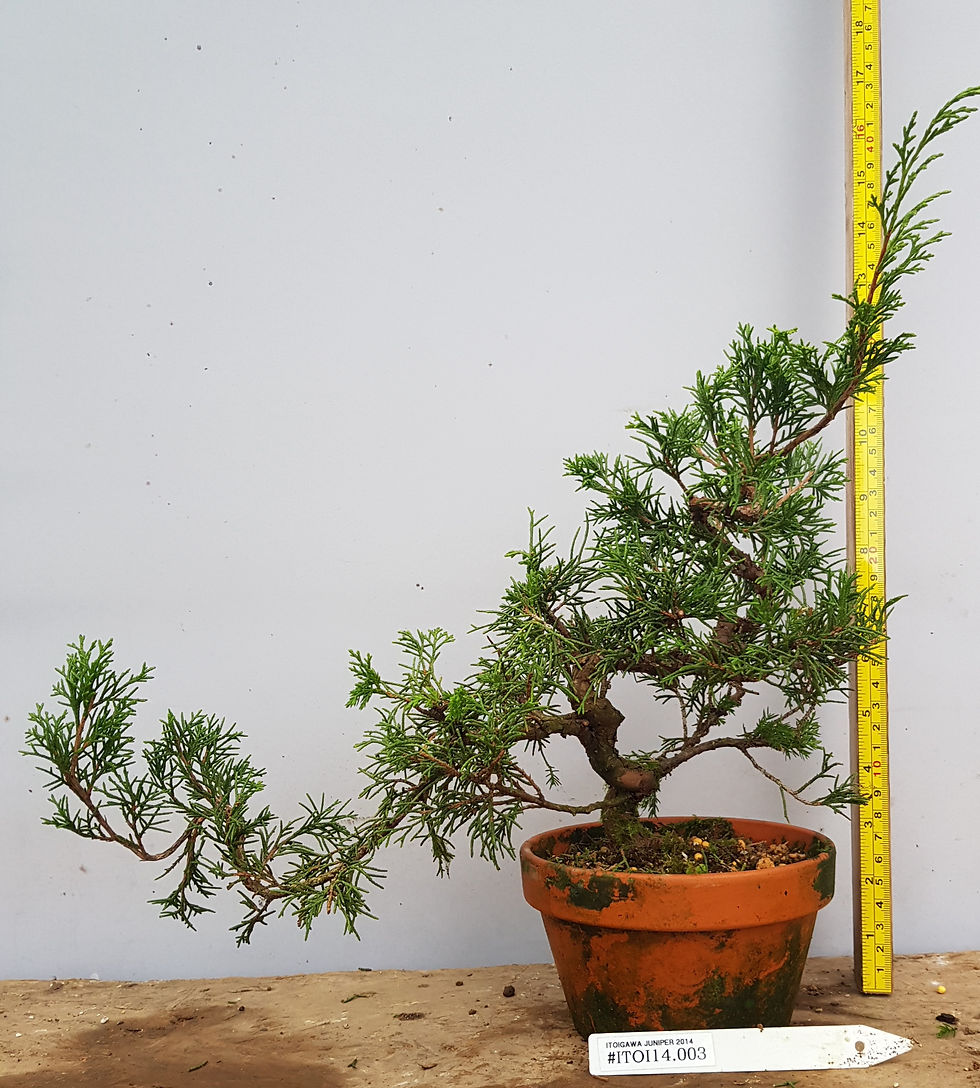 Itoigawa juniper for bonsai