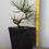 Thumbnail: Japanese Black Pine Pre-bonsai