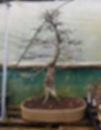 European Hornbeam bonsai