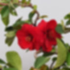 Japanese flowering quince Firedance