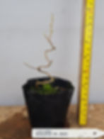 Japanese Snowbell tree, Styrax japonica, Bonsai starter