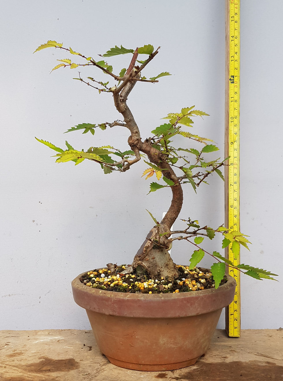 Zelkova serrata shohin bonsai in training