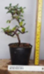 Cotoneaster coral beauty bonsai