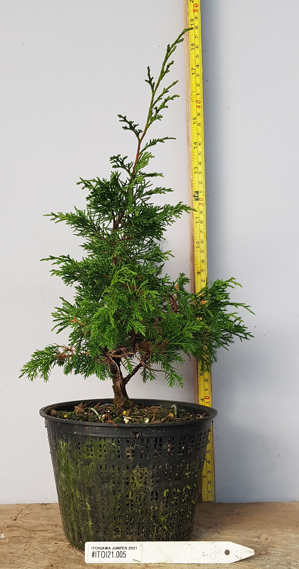 Itoigawa juniper pre bonsai