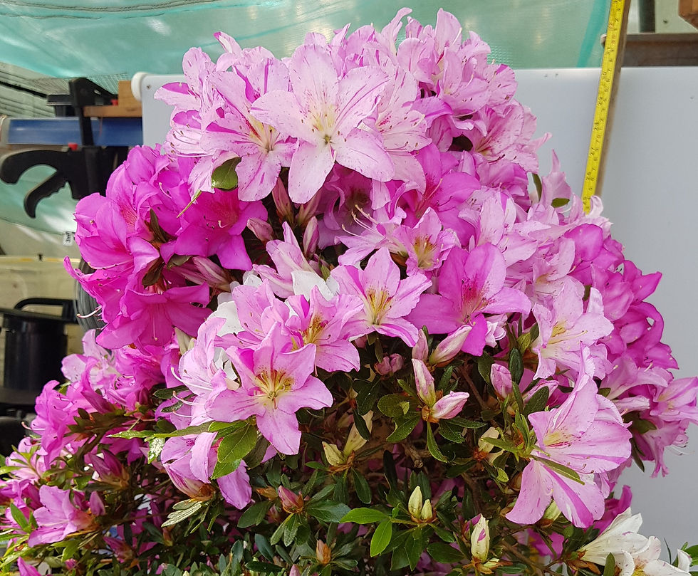 Thumbnail: Satsuki Azalea 'SHISEN' (#SASHS84.01)