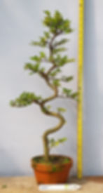 Zelkova nire pre-bonsai