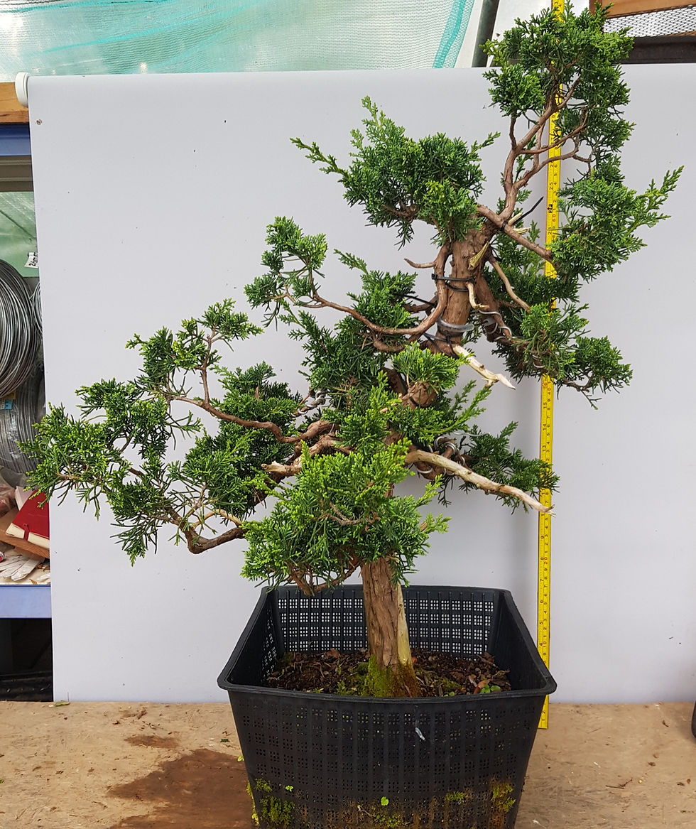 Thumbnail: Blaauws Juniper bonsai