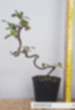 Cotoneaster coral beauty bonsai