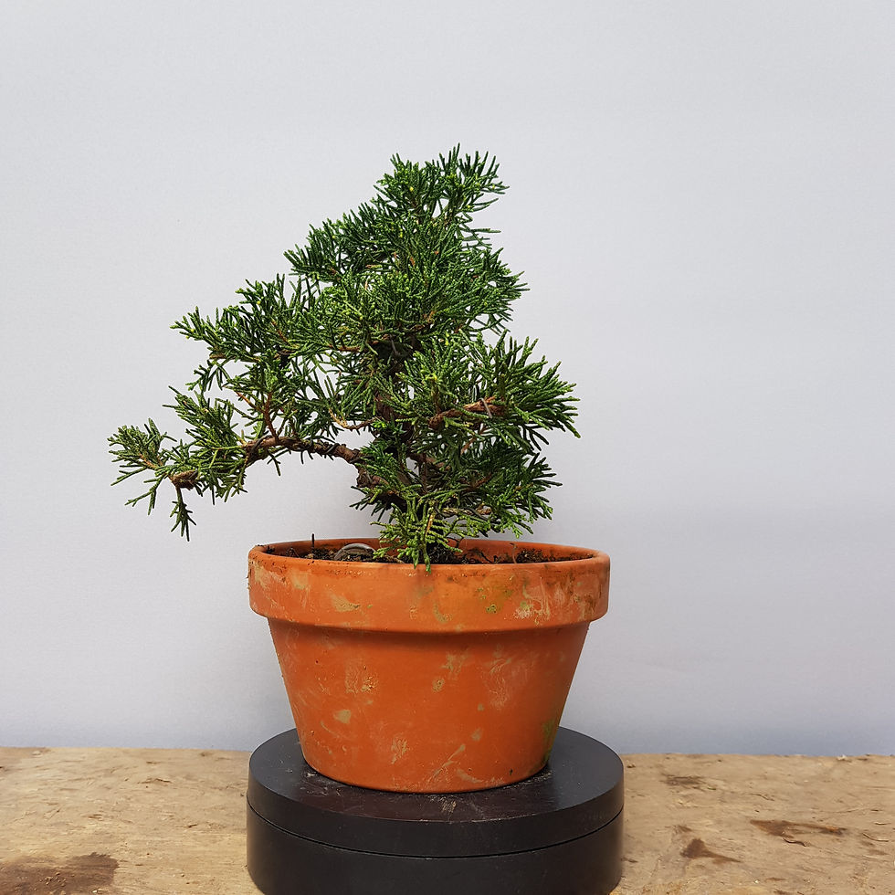 Itoigawa juniper