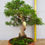 Thumbnail: Itoigawa juniper bonsai