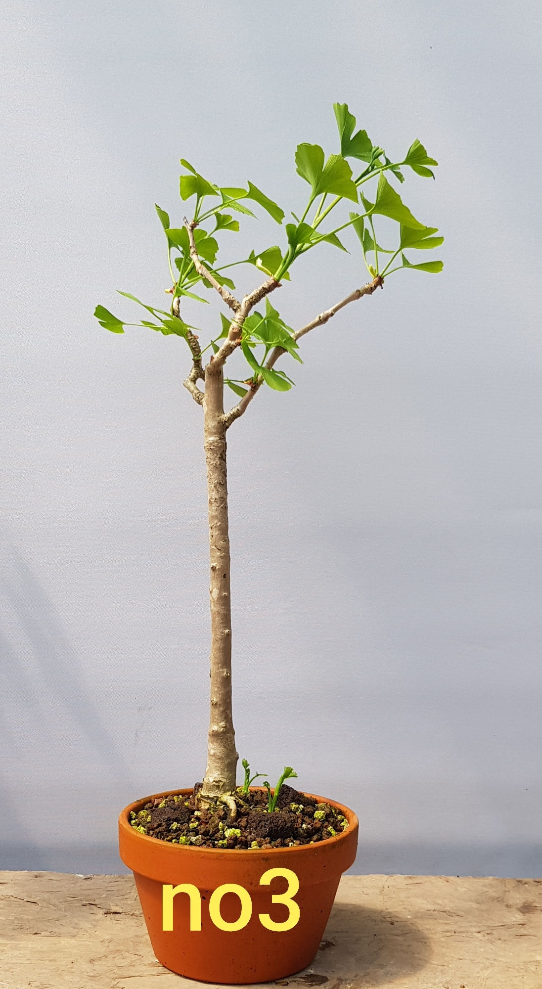Ginkgo Biloba