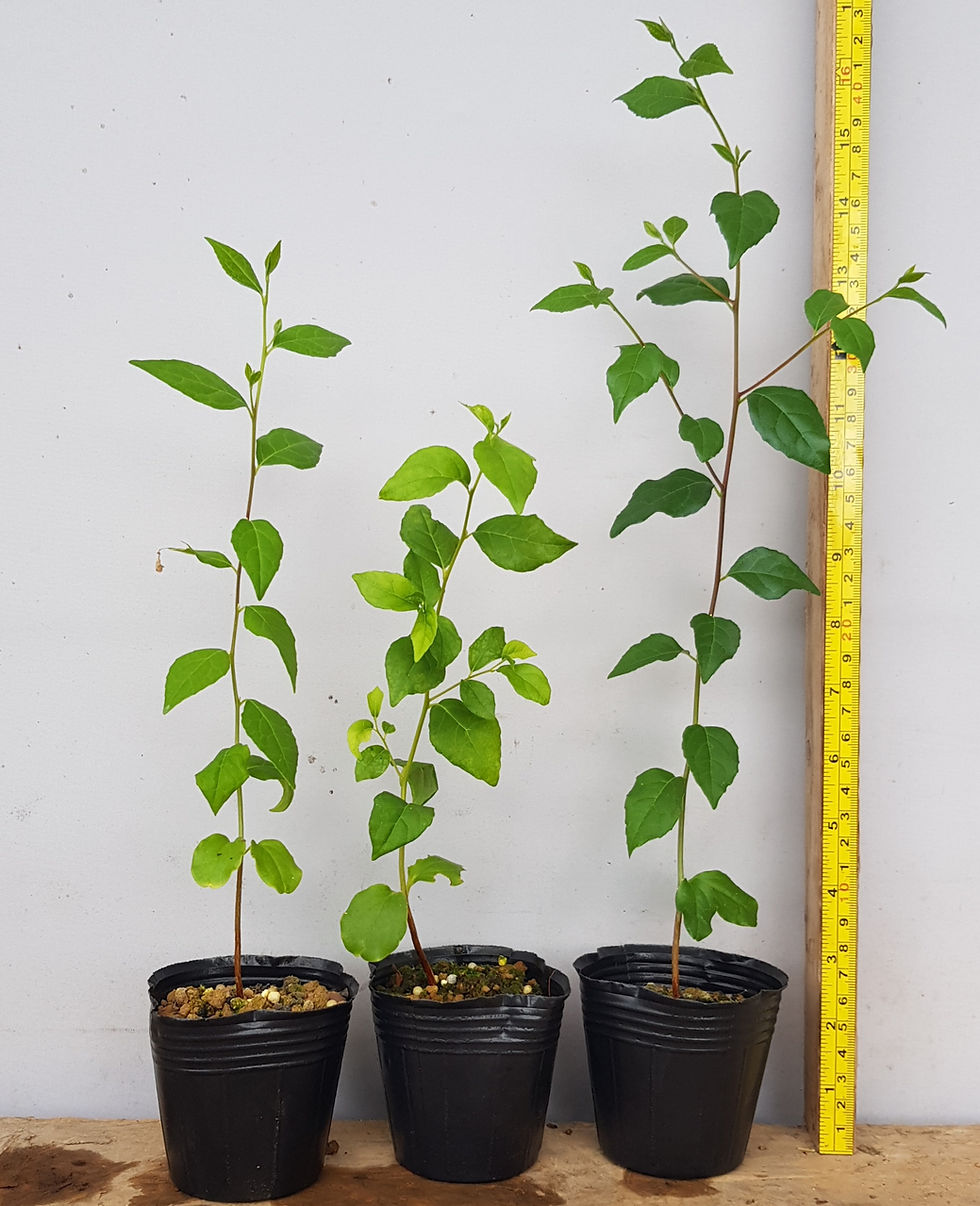 Styrax japonica. Japanese Snowbell Tree Bonsai starters