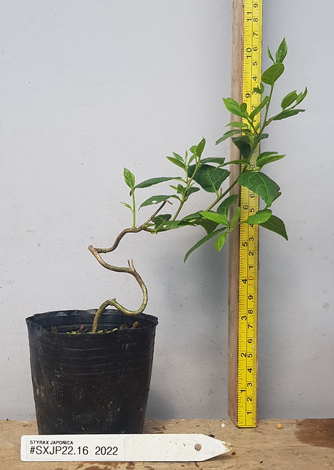 Japanese Snowbell (#SXJP22.16) | Bonsai Southwest
