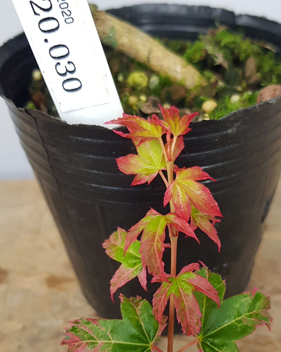 Thumbnail: Japanese Maple. (#APMS20.030)