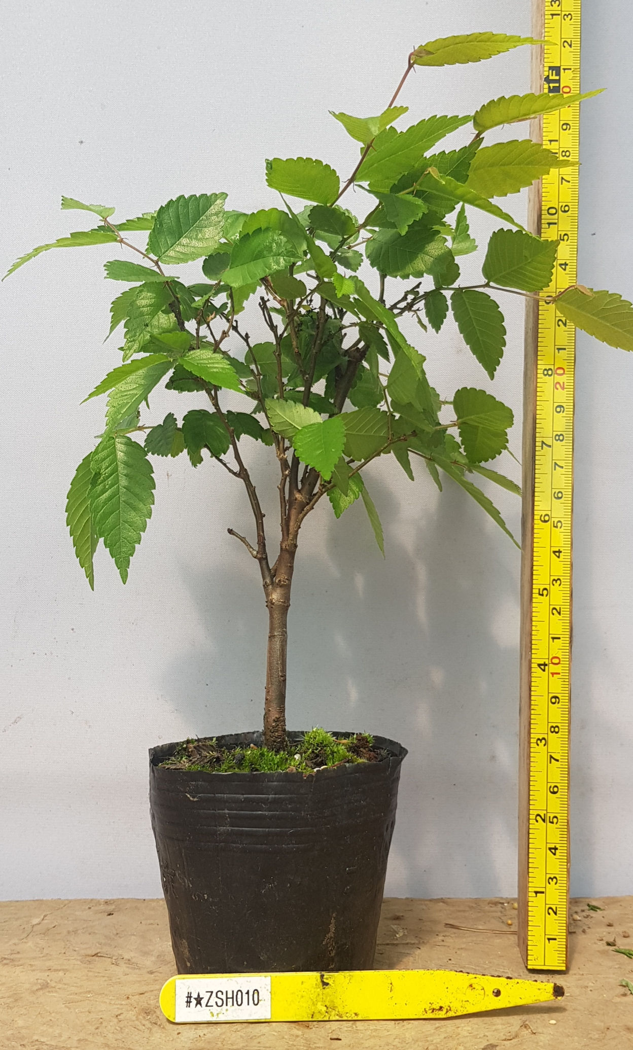 Zelkova Serrata broom style (#⭐️ZSH010)