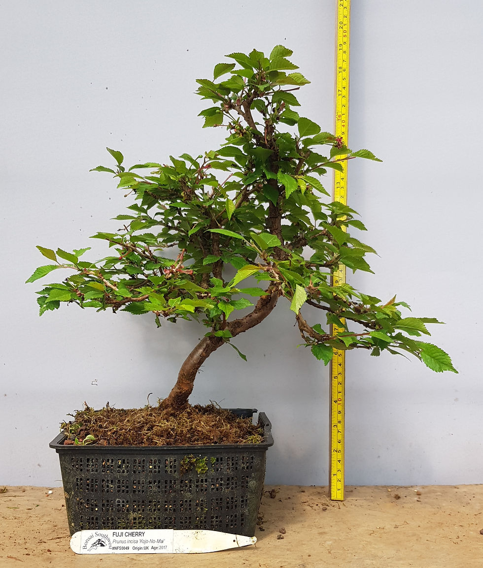 Thumbnail: Cherry Bonsai Tree Kojo-no-Mai