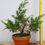 Thumbnail: Itoigawa juniper for bonsai