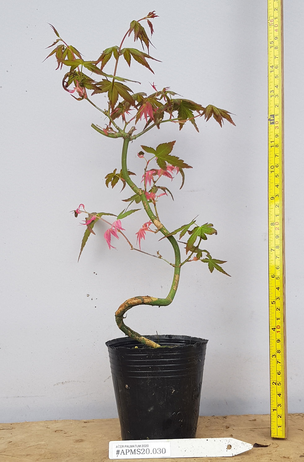 Thumbnail: Japanese Maple Bonsai Starter