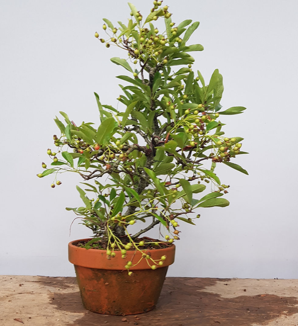 Thumbnail: Pyracantha 'Orange Glow' (#0219)