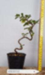Cotoneaster coral beauty bonsai