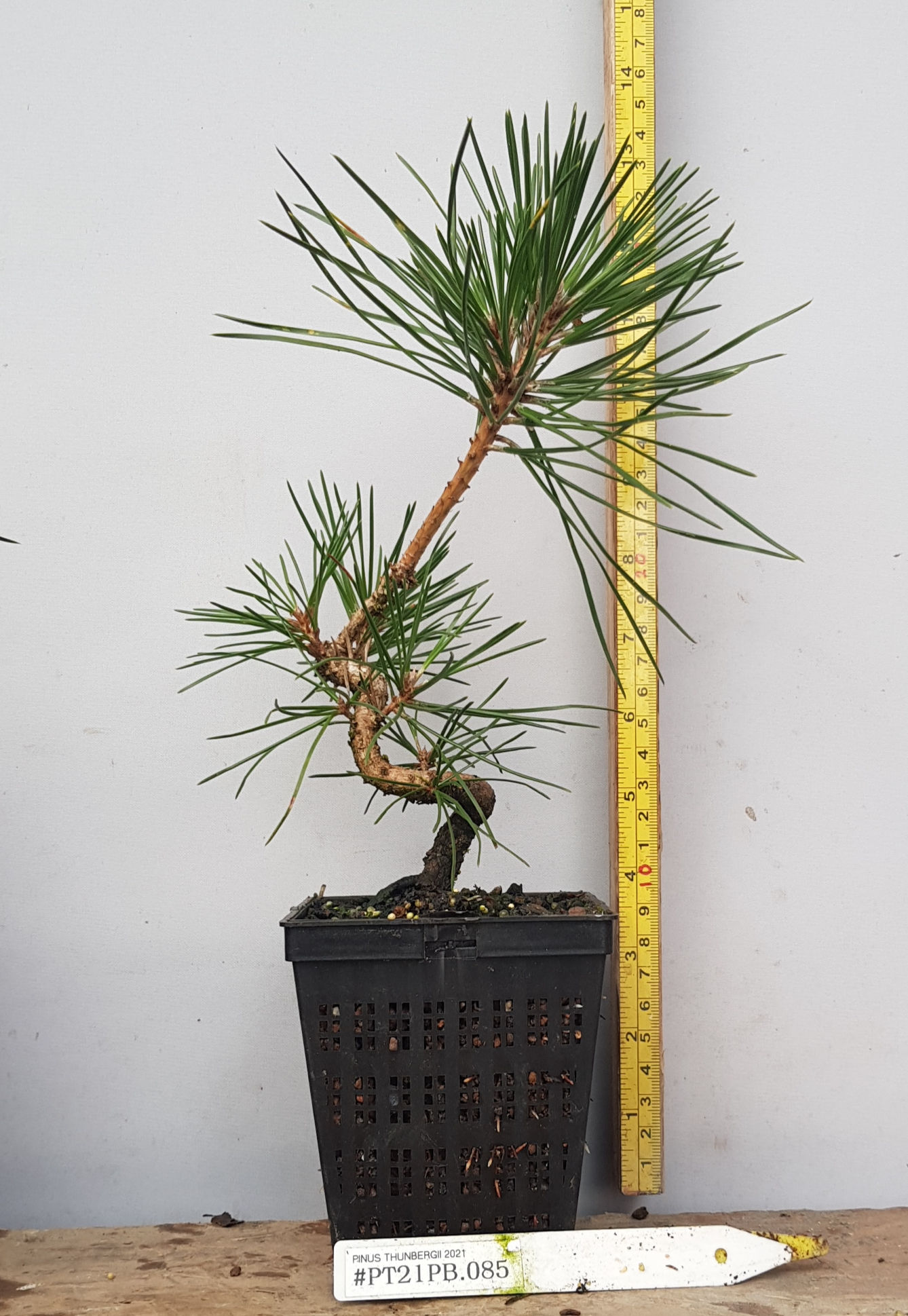 Japanese Black Pine Pre-bonsai