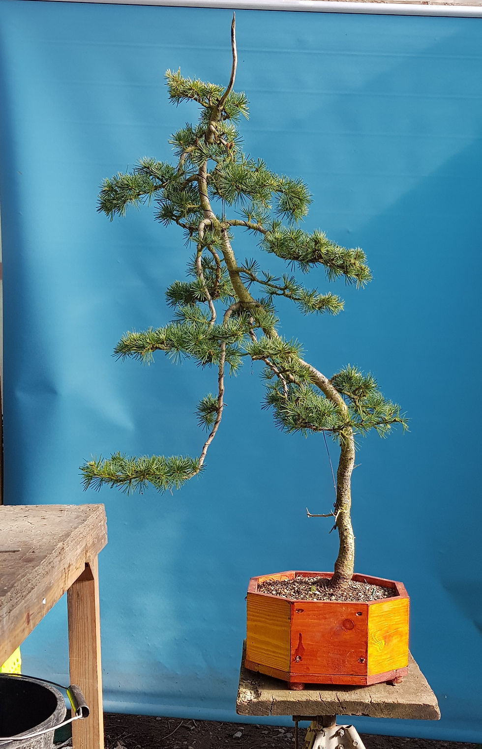 Thumbnail: Himalayan Cedar (#0146)