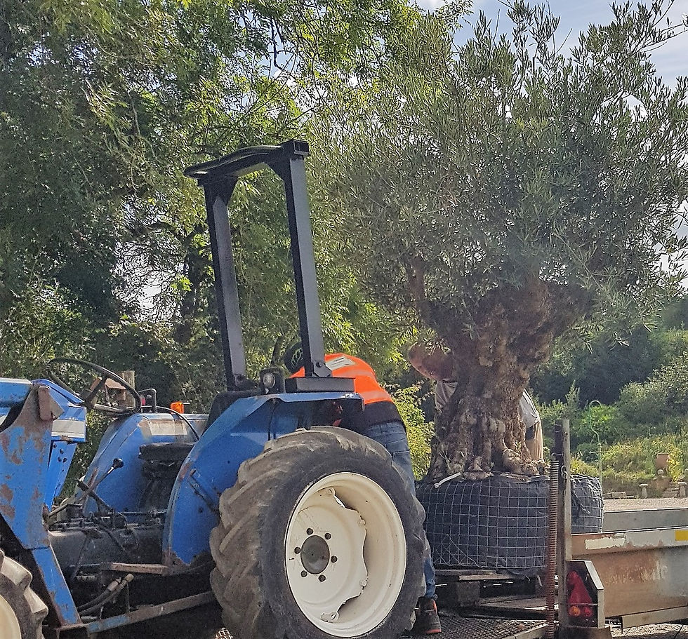 Thumbnail: Ancient European Olive Specimen