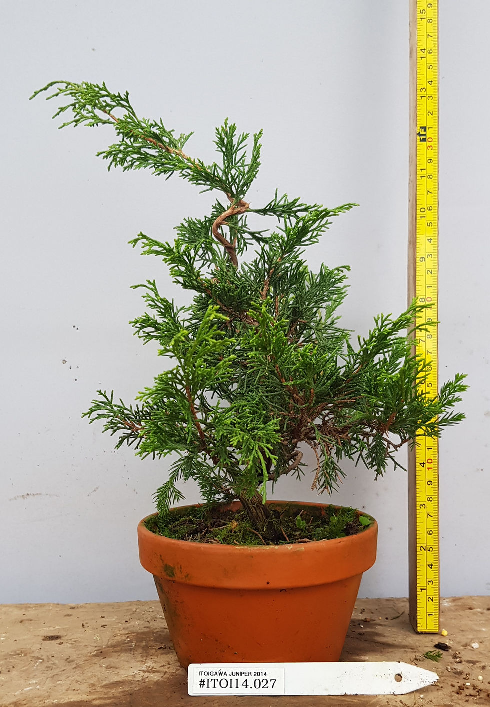 Itoigawa juniper for bonsai