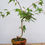 Thumbnail: Acer palmatum Japanese maple pre-bonsai