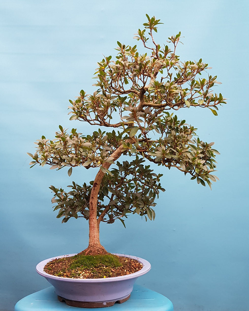 Thumbnail: Satsuki azalea Hanabin