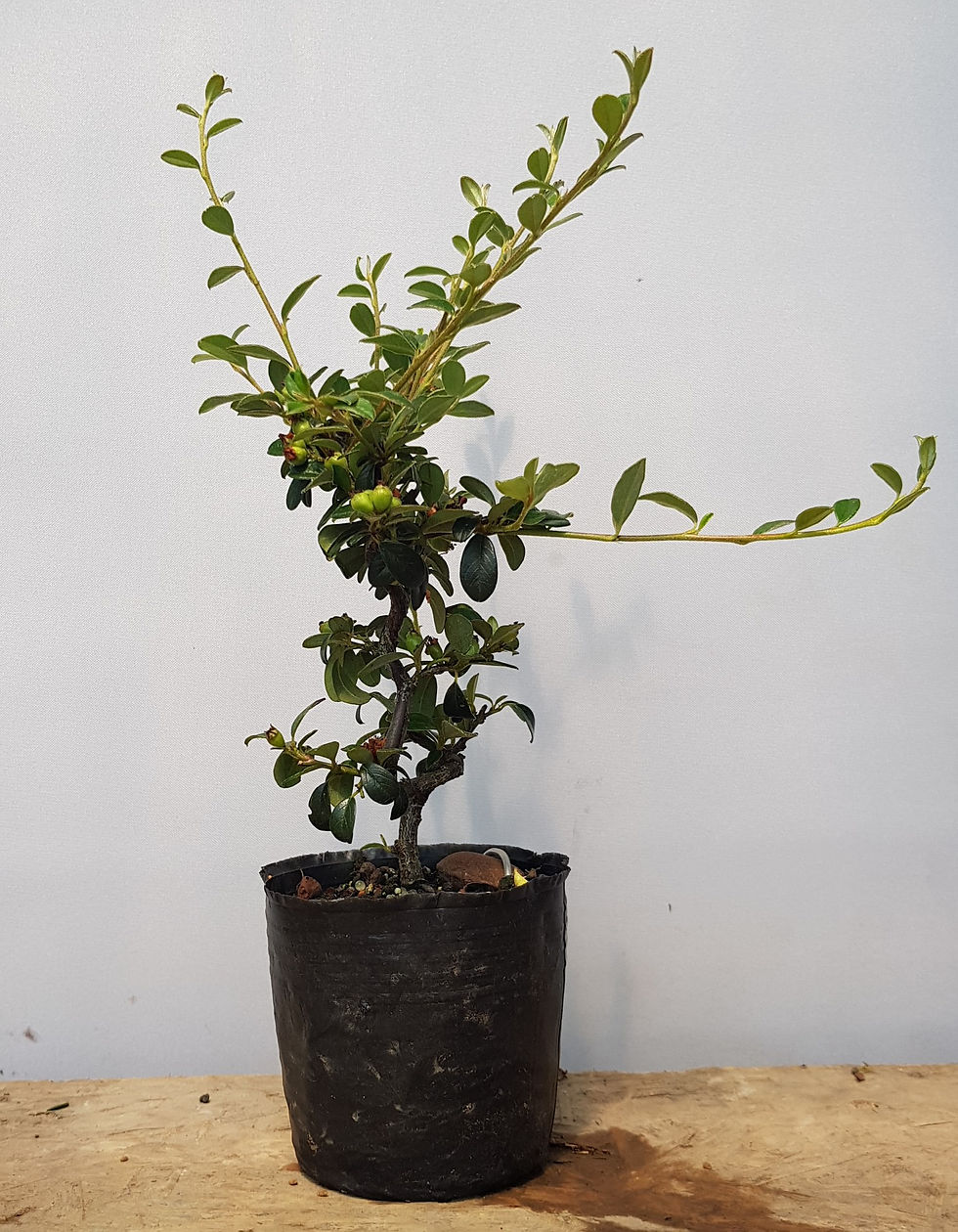 Thumbnail: cotoneaster bonsai starter