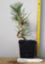 Japanese Black Pine Pre-bonsai