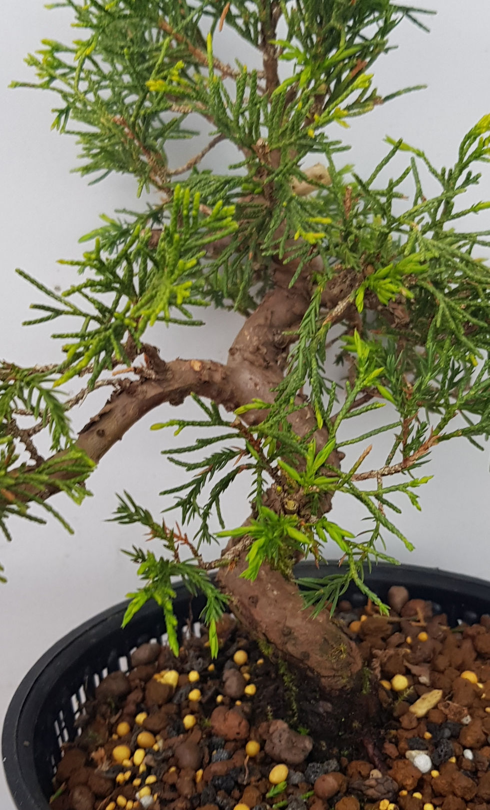 Itoigawa juniper