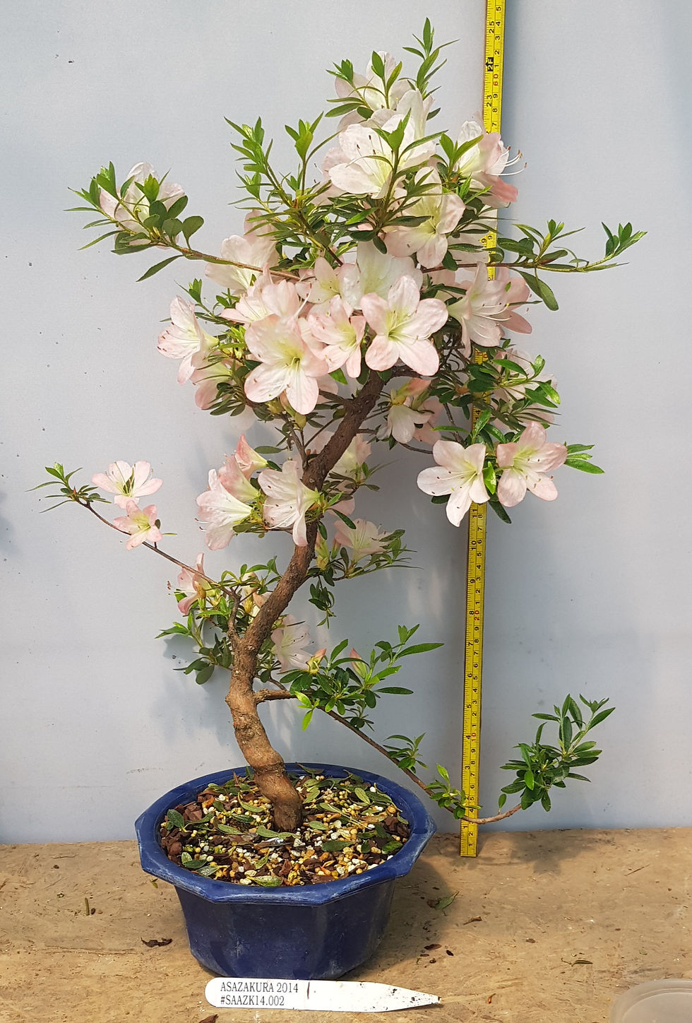 Satsuki Azalea Asazakura