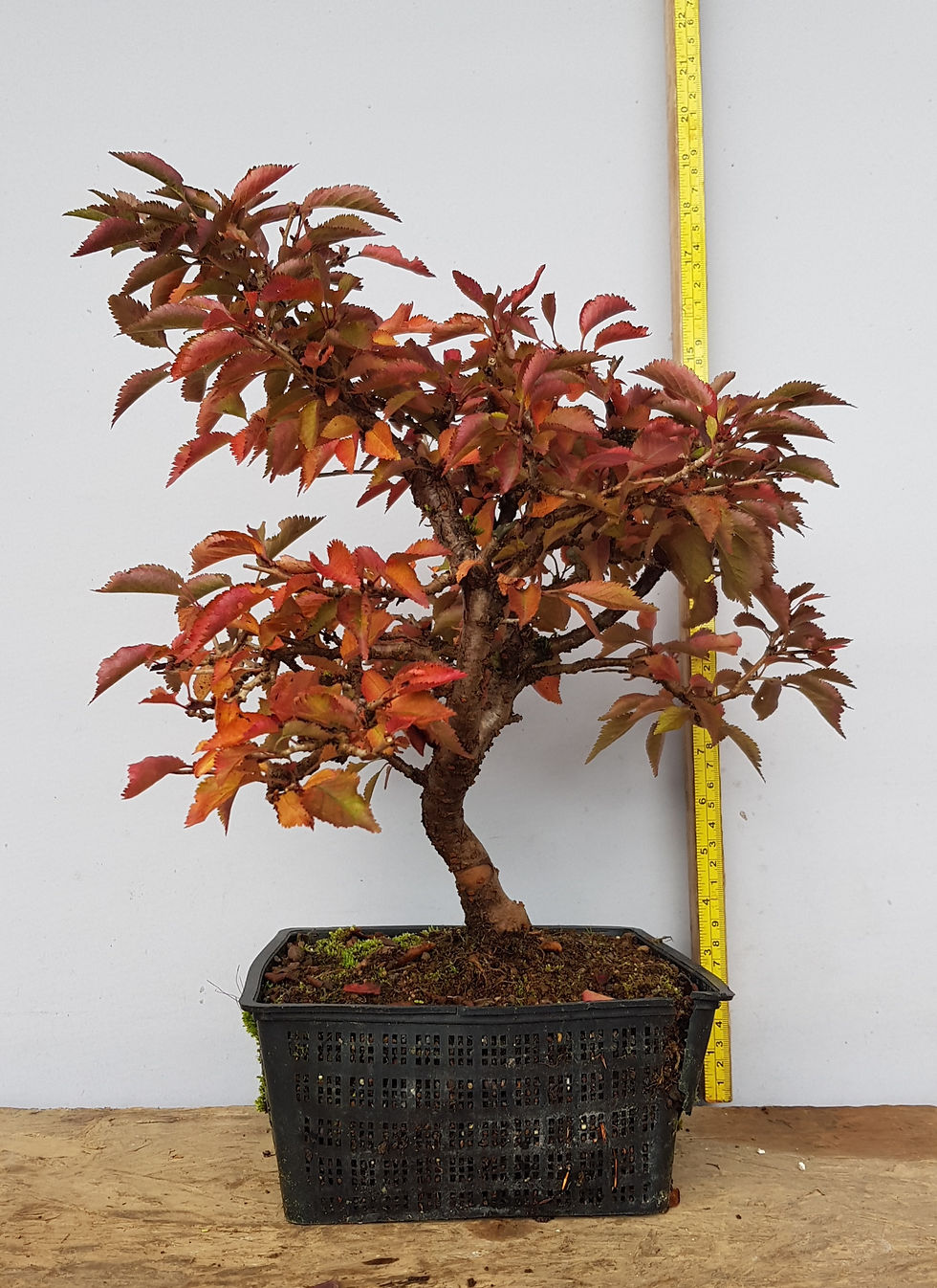 Thumbnail: Cherry Bonsai Tree Kojo-no-Mai
