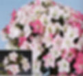 Satsuki azalea, Exposed Root Starter