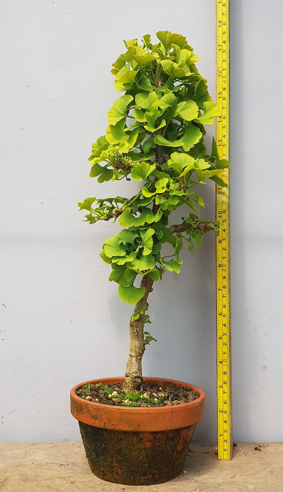 Thumbnail: Ginkgo Biloba 'Mariken' (GBM1601)