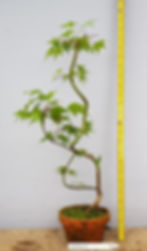 Japanese Maple Pre-Bonsai